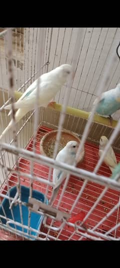 budgies,