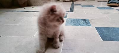 Persian cats for sale 03323148607