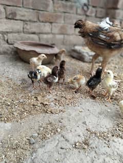 aseel chicks for sell 03490163612