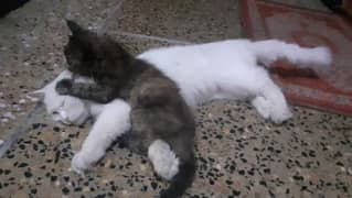 Double coated 3 months kitten for sale