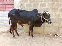 black cow