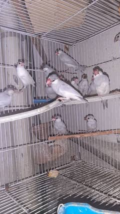 silver white java finch colony
