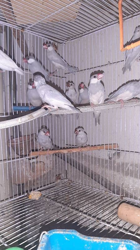 silver white java finch colony 1