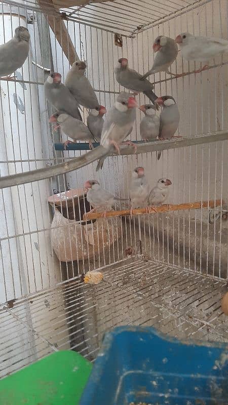 silver white java finch colony 2
