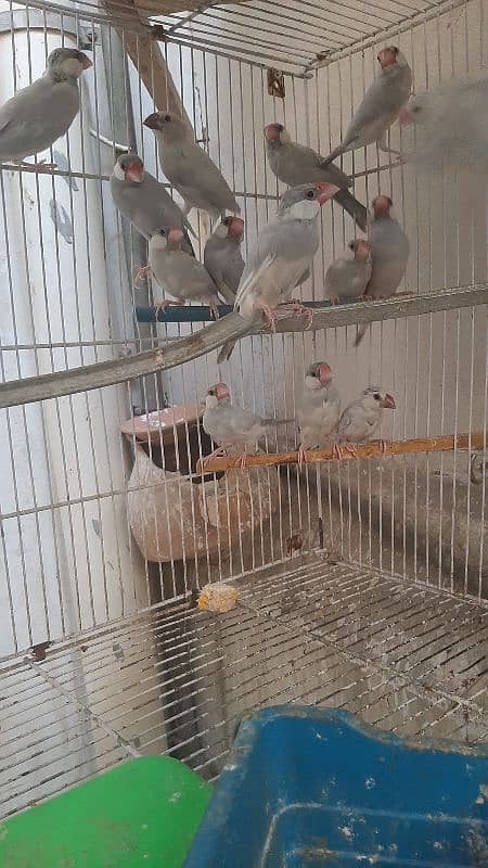 silver white java finch colony 3