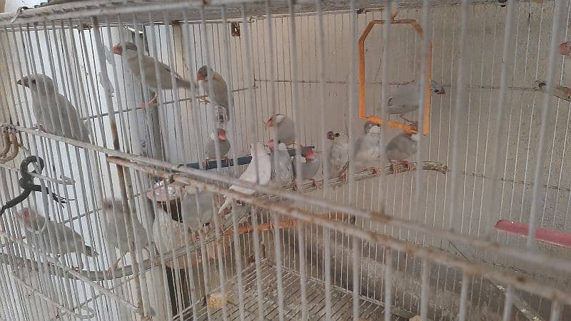 silver white java finch colony 4