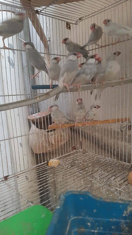 silver white java finch colony 5