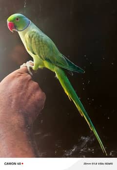 Green Ringnick