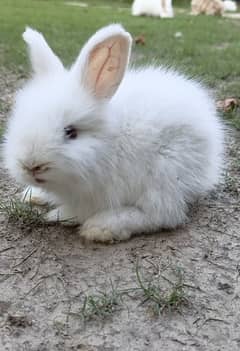 Giant Angora sale sale sale