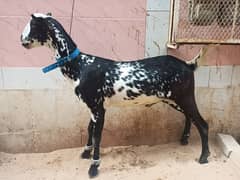good and active beautiful goat.