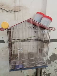 Parrot