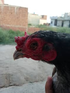 aseel