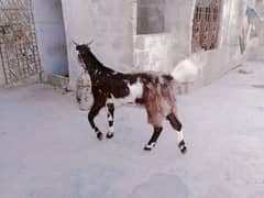 Bakra