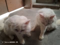 Cats for sale