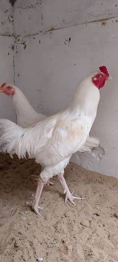 Heera
