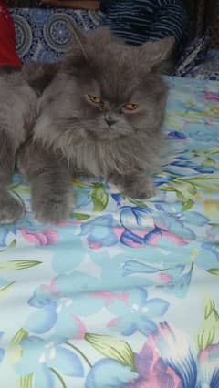 female persion cat semi punch face