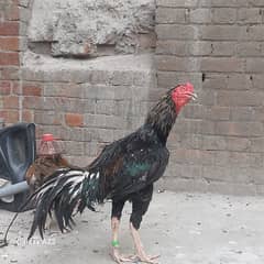 Aseel