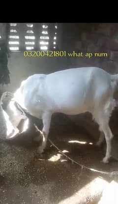 2 donda ha qurbani k lia