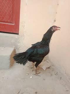 aseel