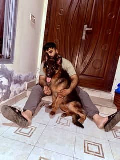 Germany shafat