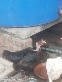 1200/kg Aseel mushki gnji madi eggs deti ha / hen