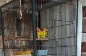 love birds common Latino breeder pair