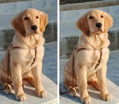 GOLDEN RETRIEVER PUPPIES 6 MONTH OLD FULLY TRAINED.