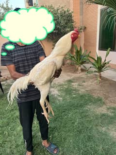 White Shamo Chicks | OH Shamo | King Shamo | pure aseel shamo