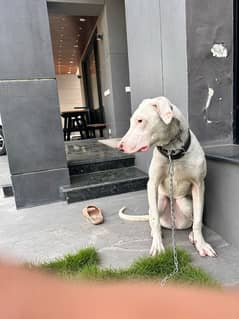 Bulterier female breeder