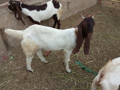 Qurbani Goat 2 Dant in North Nazimabad