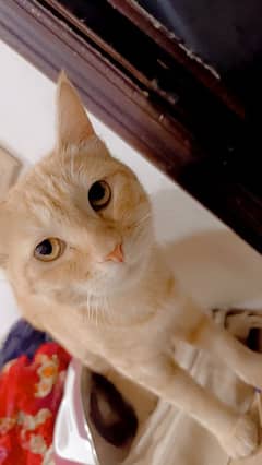 male cat for sale