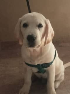 Top notch quality Labrador puppy