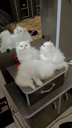 Persian/bhaloo / white / kittens available for sale