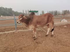 Cow