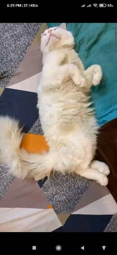 cat white colour persion male