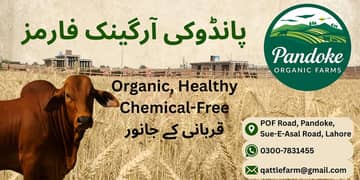Qurbani Bulls for Sale – Price Per KG: Rs. 900