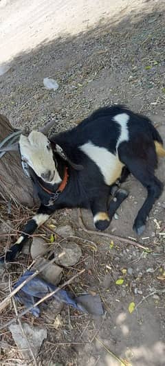 Bakra for Sale