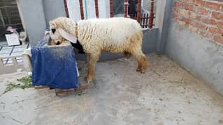Desi chatra qurbani 2025
