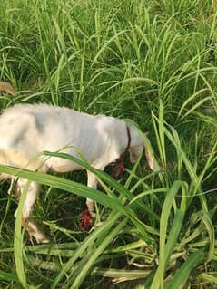 ghr ka pala hova bakra kurbani ka lia