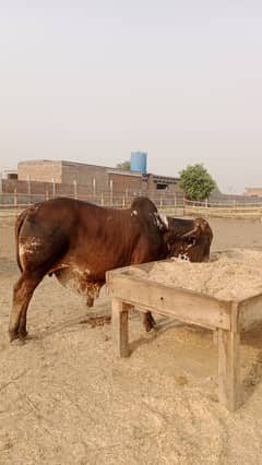 Qurbani