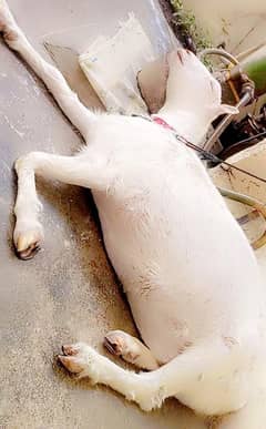 bakri for sale