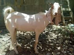 bakra 2 dant available