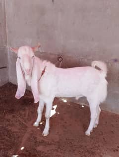 gulabi