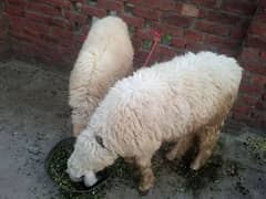 bakra for sale