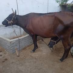 Cow