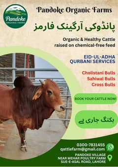 Qurbani