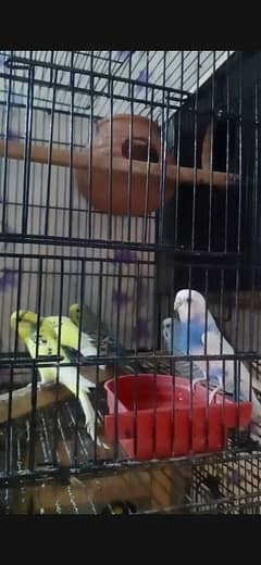 Budgie Breader Pair for sale