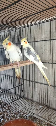 Cocktails breeders pairs for sale
