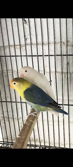 breeder pair for sale