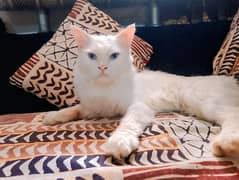 Persian
